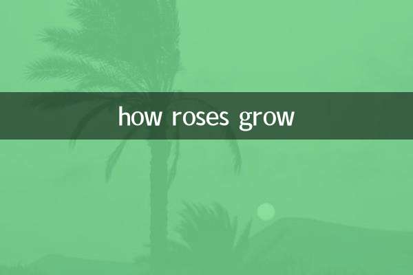 how roses grow