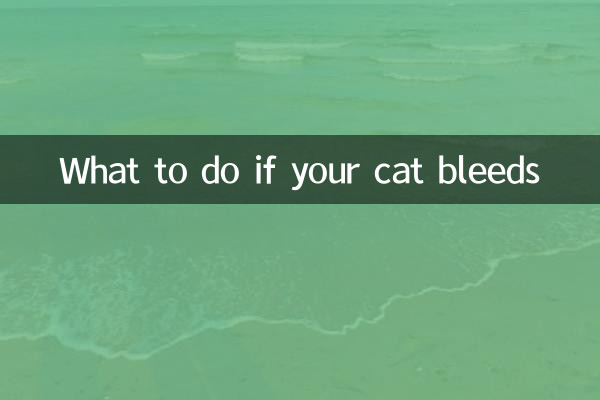 O que fazer se seu gato sangrar