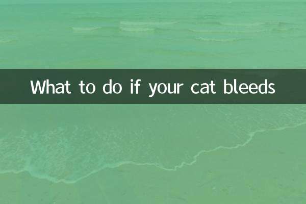 貓咪流血怎麼辦