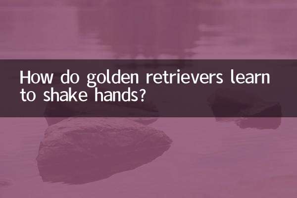 金毛怎麼學會握手