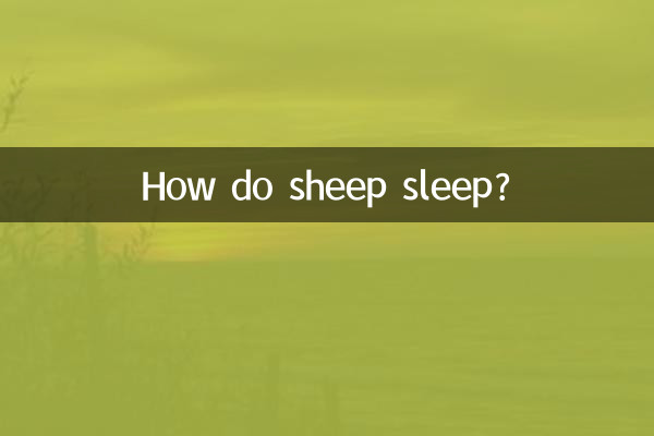 How do sheep sleep?
