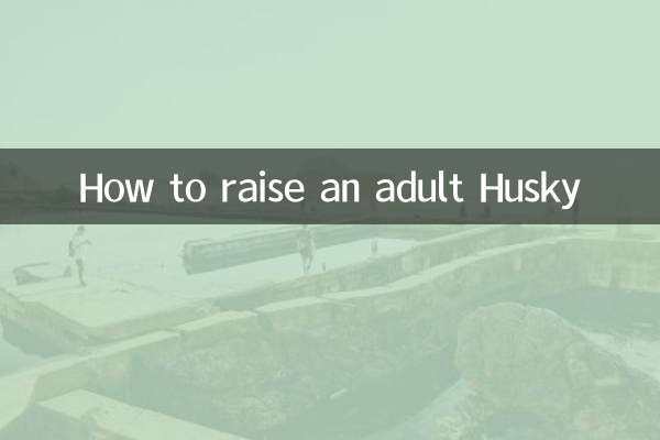 Comment élever un Husky adulte