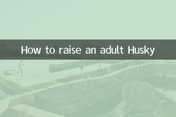 Comment élever un Husky adulte