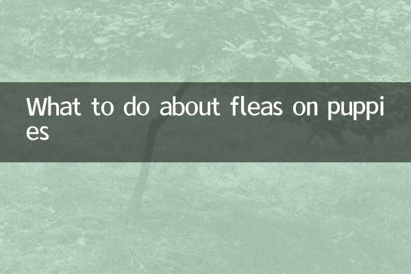 Was tun gegen Flöhe bei Welpen?