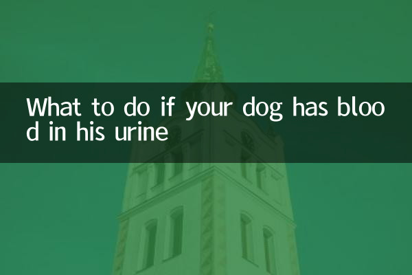 What to do if your dog has blood in his urine