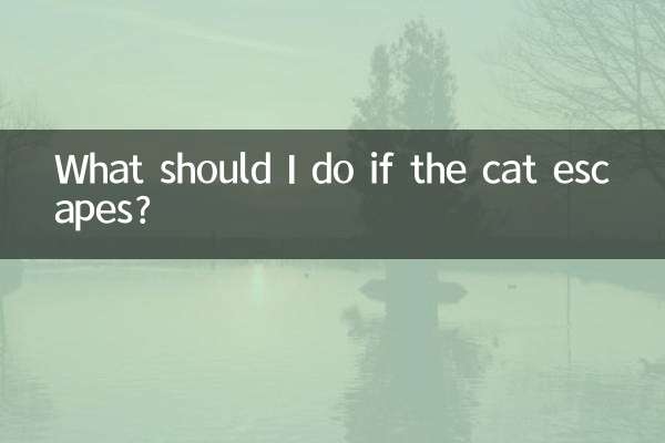 猫跑出去了怎么办