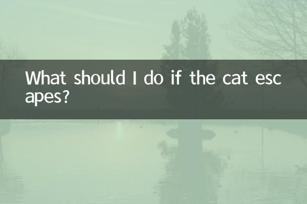 고양이가 도망가면 어떻게 해야 하나요?
