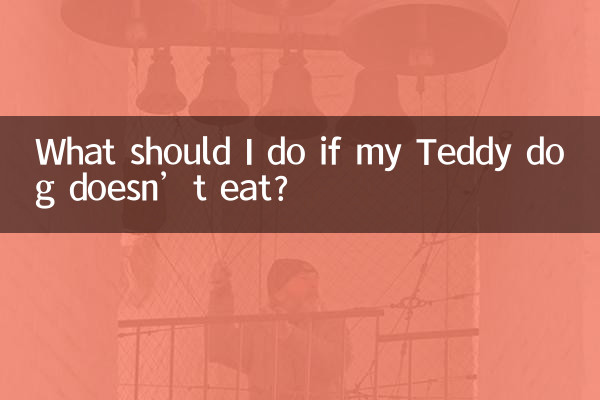 泰迪狗狗不吃东西怎么办