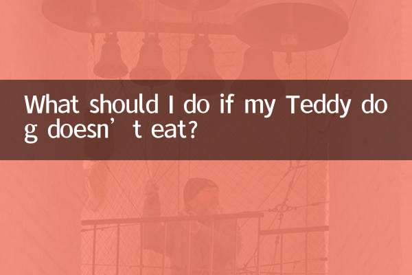 泰迪狗狗不吃东西怎么办