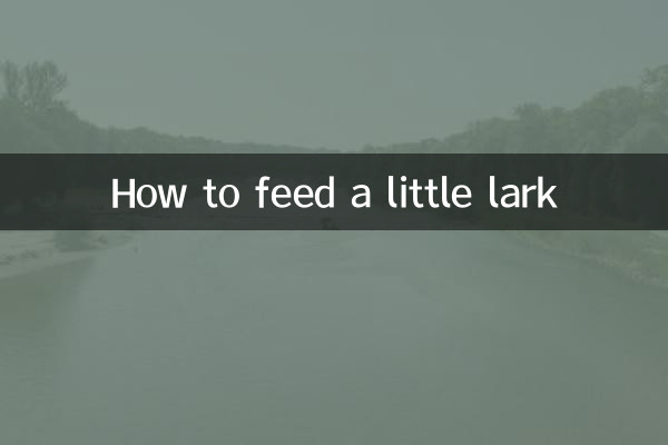 작은 종달새에게 먹이를 주는 방법