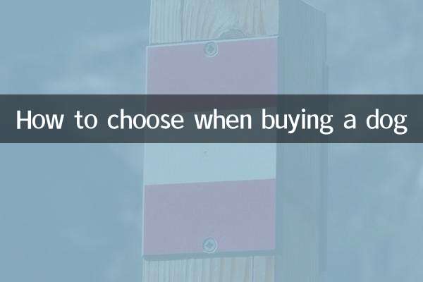 Cómo elegir al comprar un perro
