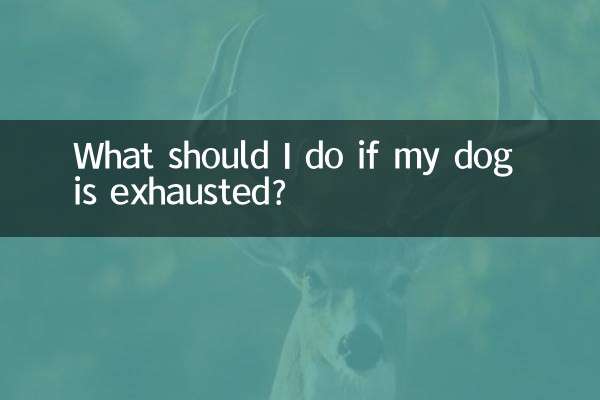 اگر سگم خسته است چه کار کنم؟