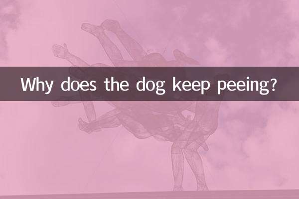 Why does the dog keep peeing?