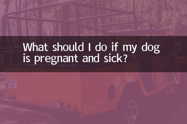 Cosa devo fare se la mia cagnolina è incinta e malata?