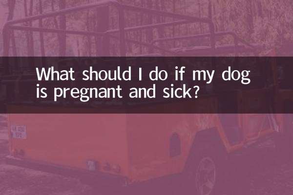 강아지가 임신해서 아플 경우 어떻게 해야 하나요?
