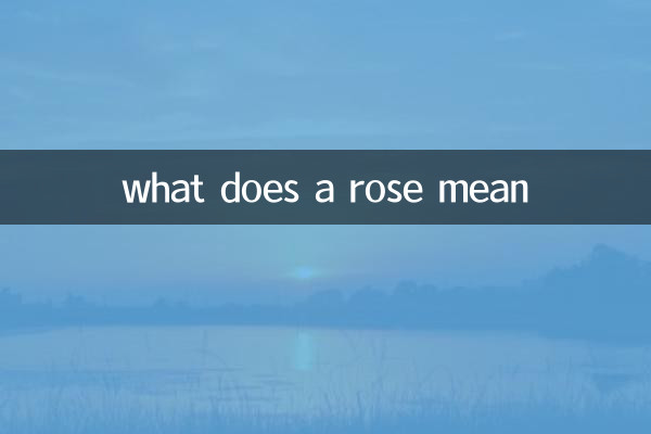 一朵玫瑰什麼意思