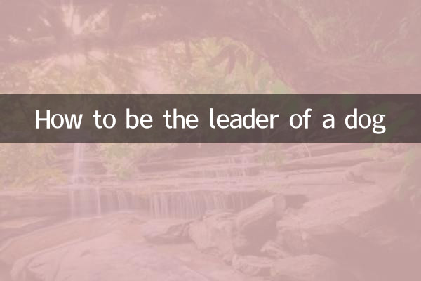 Como ser o líder de um cachorro