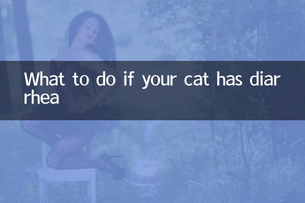 O que fazer se seu gato estiver com diarréia