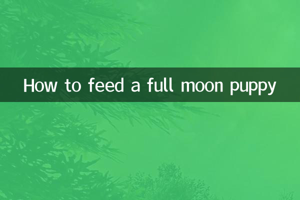 보름달 강아지에게 먹이를 주는 방법