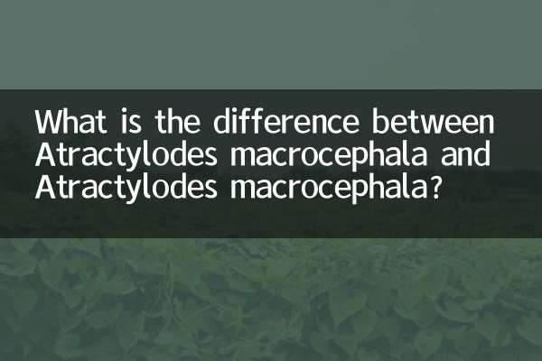 What is the difference between Atractylodes macrocephala and Atractylodes macrocephala?