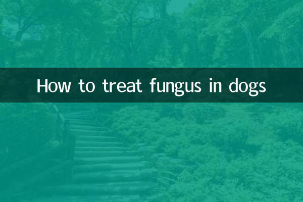 Comment traiter les champignons chez les chiens