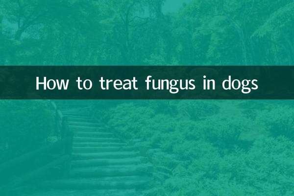 Comment traiter les champignons chez les chiens