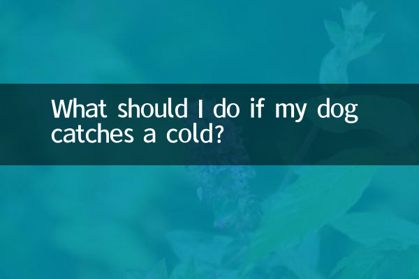 ماذا علي أن أفعل إذا أصيب كلبي بنزلة برد؟