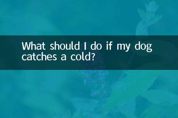 O que devo fazer se meu cachorro pegar um resfriado?
