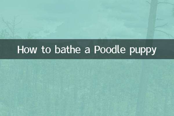 نحوه حمام کردن توله سگ پودل