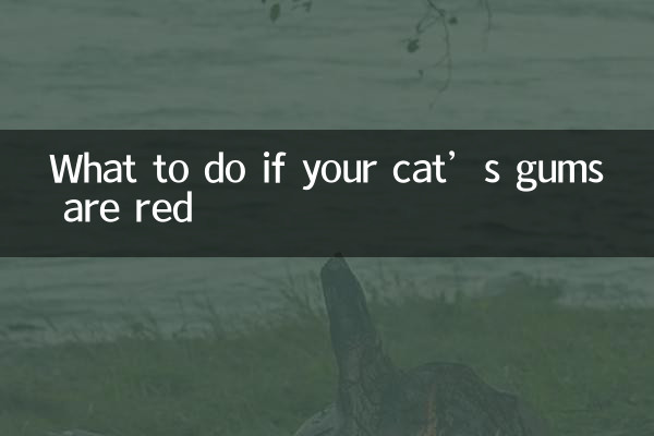 What to do if your cat’s gums are red