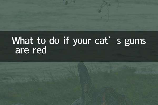 What to do if your cat’s gums are red
