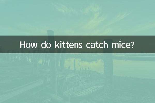 Como os gatinhos pegam ratos?