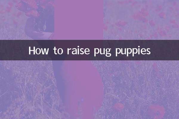 八哥狗幼犬怎么养