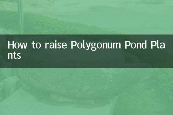Wie man Polygonum -Teichpflanzen anzieht