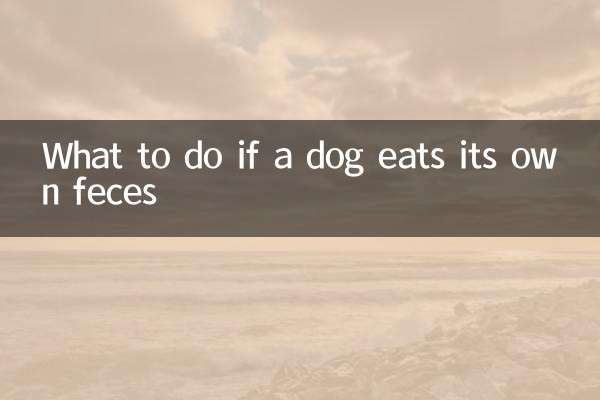 Qué hacer si un perro se come sus propias heces