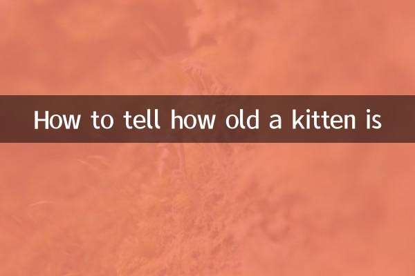 Cómo saber la edad de un gatito