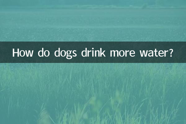 Как собаки пьют больше воды?