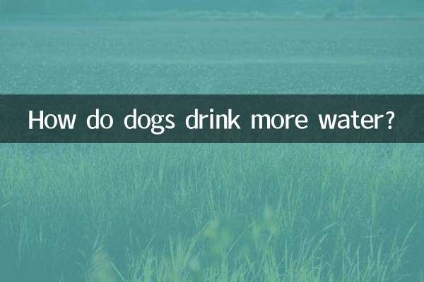 Как собаки пьют больше воды?