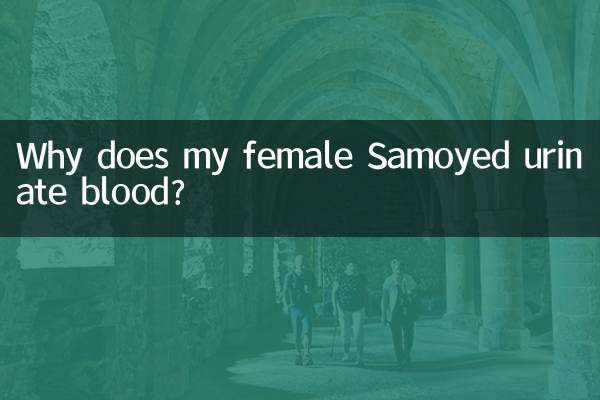 Why does my female Samoyed urinate blood?