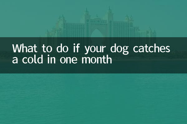 What to do if your dog catches a cold in one month
