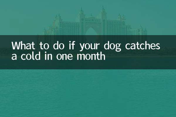 What to do if your dog catches a cold in one month