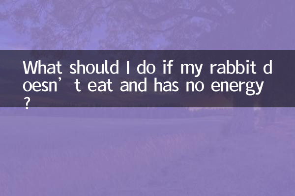 Cosa devo fare se il mio coniglio non mangia e non ha energia?
