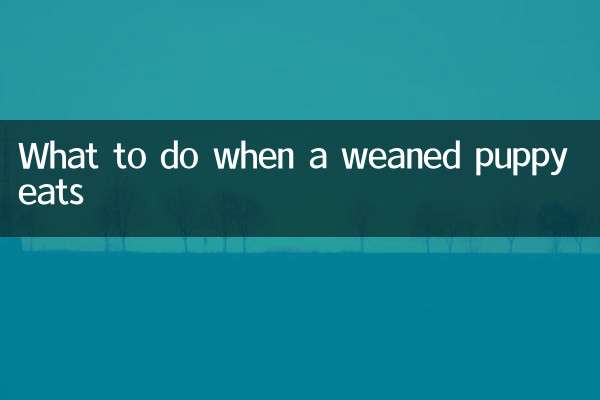 斷奶的小狗吃飯怎麼辦