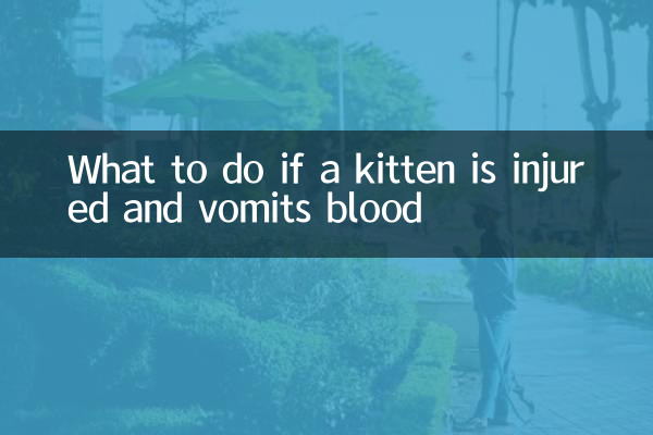यदि बिल्ली का बच्चा घायल हो जाए और खून की उल्टी करे तो क्या करें?