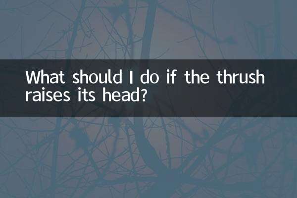 What should I do if the thrush raises its head?