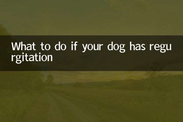 What to do if your dog has regurgitation
