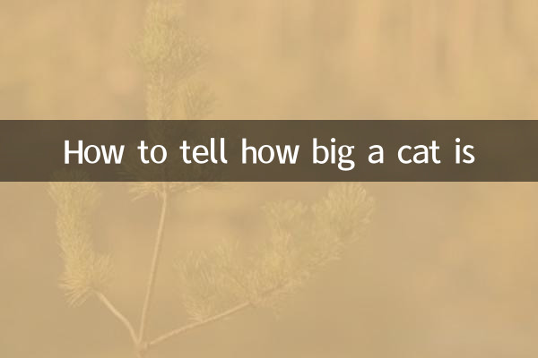 Comment déterminer la taille d'un chat