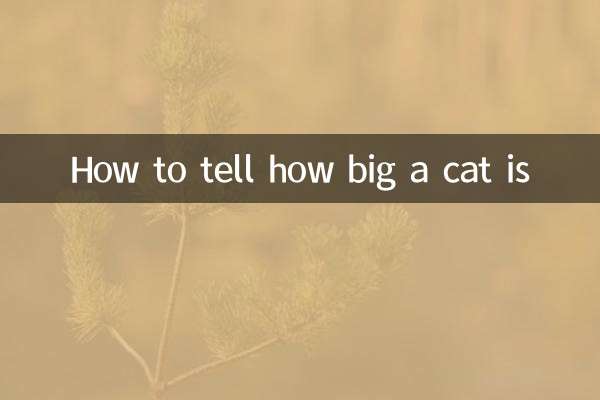 Comment déterminer la taille d'un chat