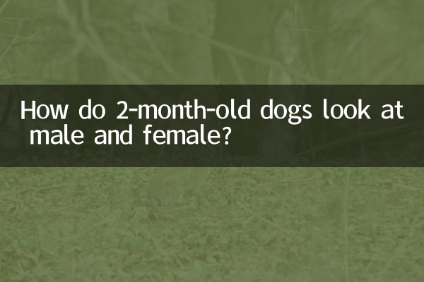 Как 2-месячные собаки смотрят на кобеля и суку?