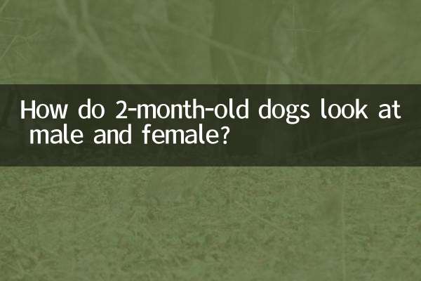 Как 2-месячные собаки смотрят на кобеля и суку?